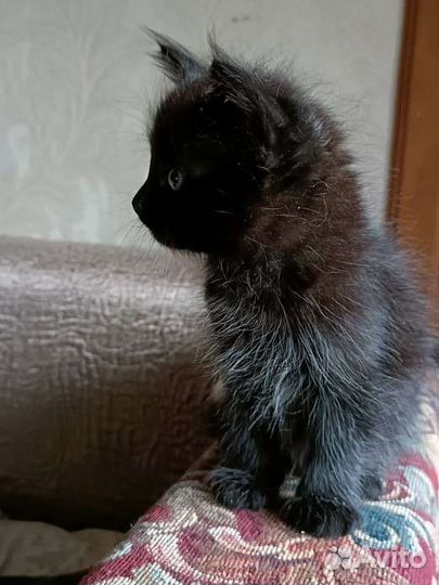 Отдам котенка в добрые руки