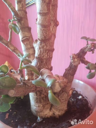 Красула или денежное дерево