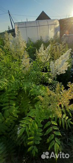 Полынь божье дерево,Рябинолистник,Лён,манжетка