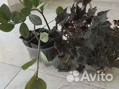 Комнатные цветы: Замиокулькус, бегония, глоксиния