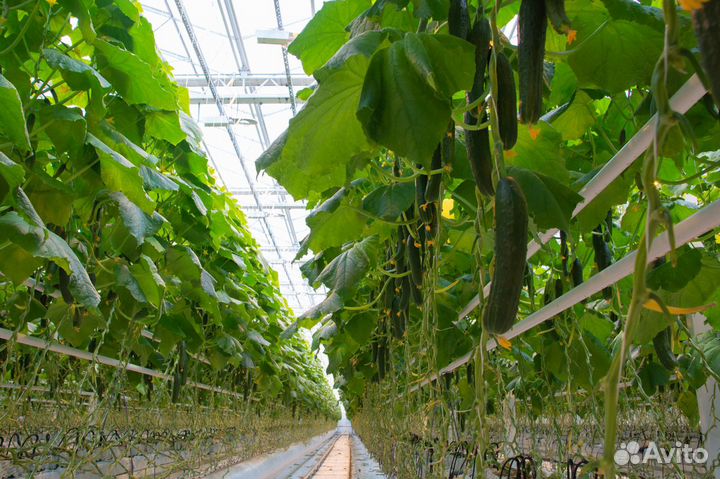 Рабочий по защите растений в тепличный комплекс