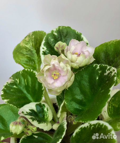 Фиалка цветущая