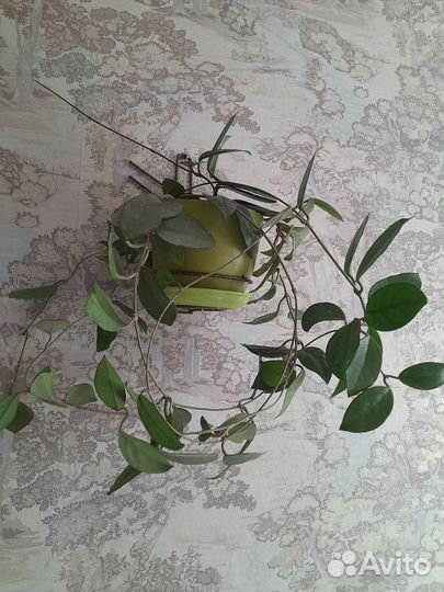 Комнатные цветы Хойя