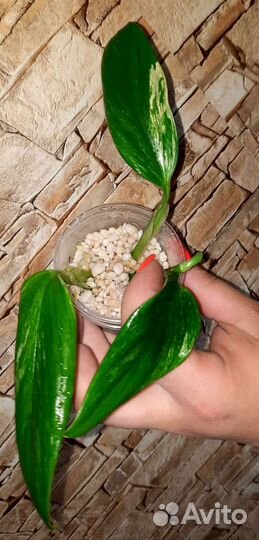 Филодендрон Кобра желтая,Карамель марбл,Сплендид