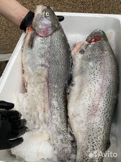 Свежая рыба форель из Карелии