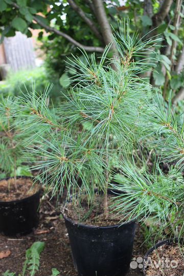 Кедр Сибирский / Корейский