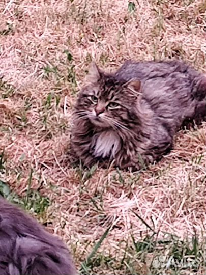 Котики в добрые руки