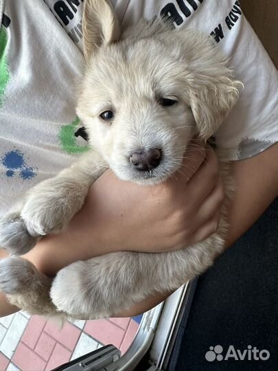 Ретривер метис лабрадор