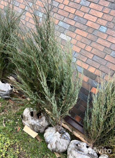 Можжевельник Блю Эрроу с доставкой с полей