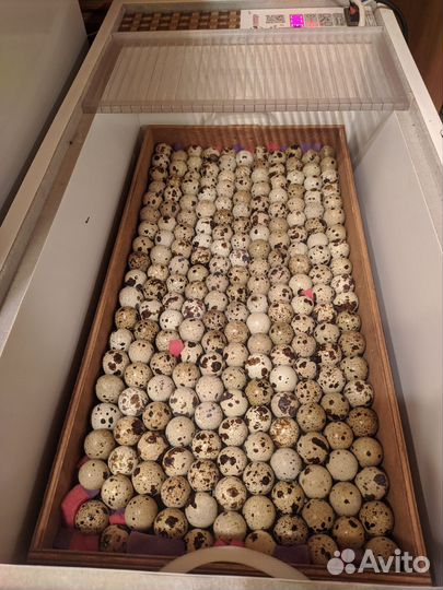 Инкубационное яйцо Техасского перепела