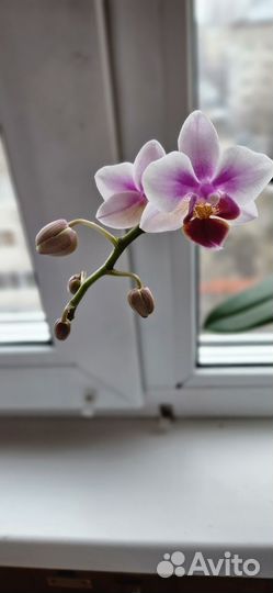 Орхидея фаленопсис
