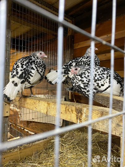 Яйцо гамбургских кур