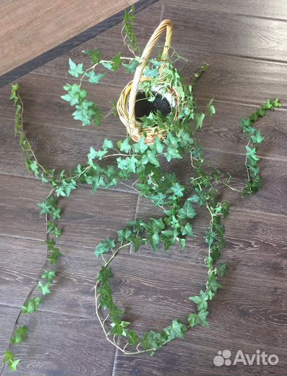 Плющ хедера и восковой - хойя / хоя