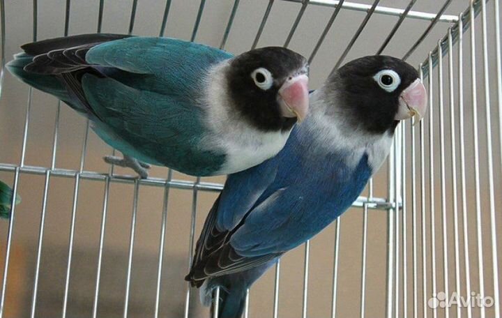 Попугай неразлучники