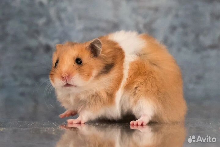 Сирийские Ангорские Хомяки Джунгарик Клетки Достав