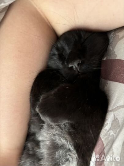 Мейн-кун в добрые руки