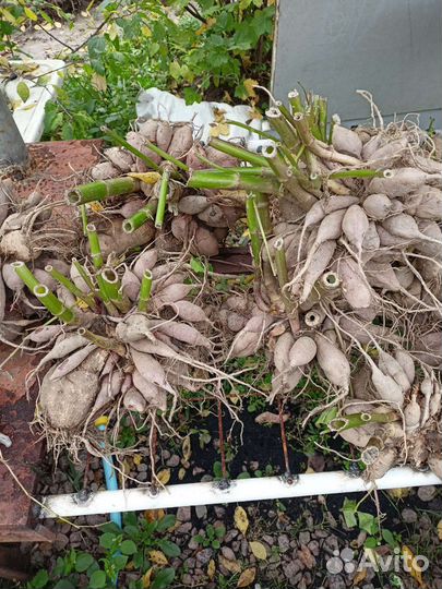 Георгины клубни