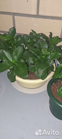 Молочай, Каланхоэ