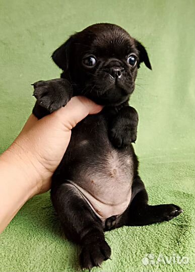 Девочки птишки