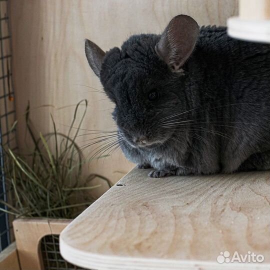Клетка Витрина для шиншиллы дегу Дом Грызунов Р1