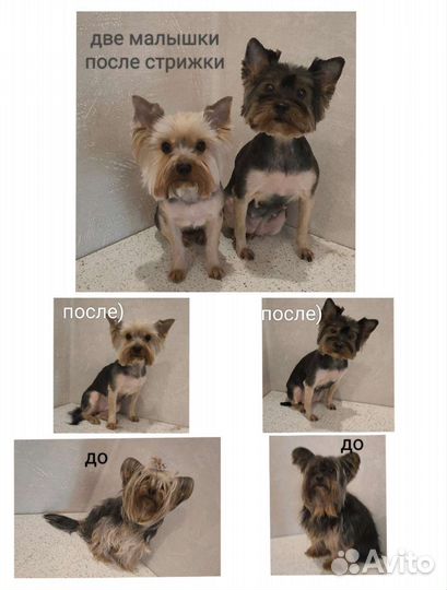 Груминг собак и кошек