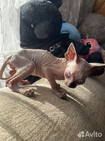 Котенок сфинкс