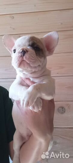 Французский бульдог