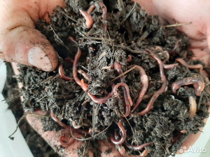 Калифорнийские дождевые черви