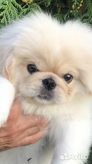 Щенки пекинеса