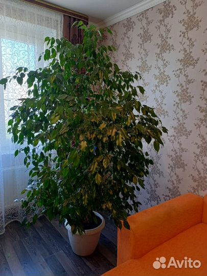 Фикус бенджамина большой