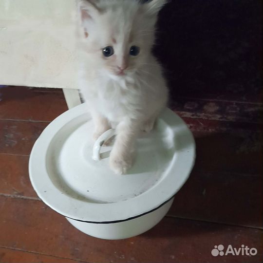 Котёнок Персик Мейн-кун