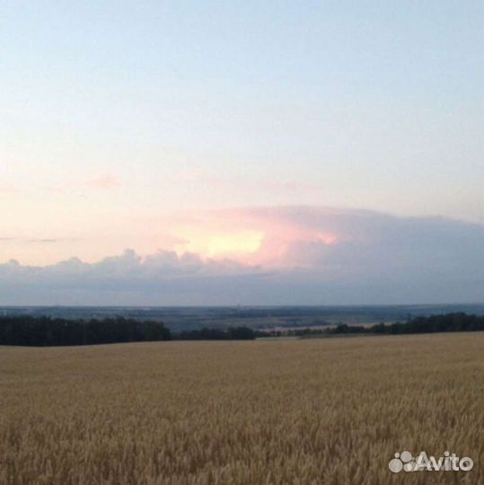 Главный агроном