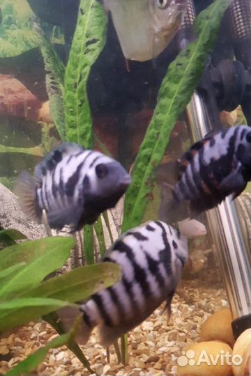 Аквариумные рыбки