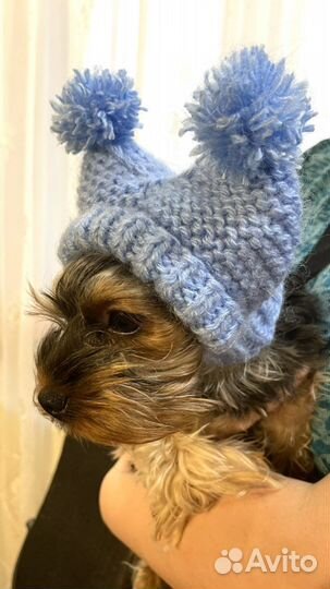 Одежда для собак мелких пород