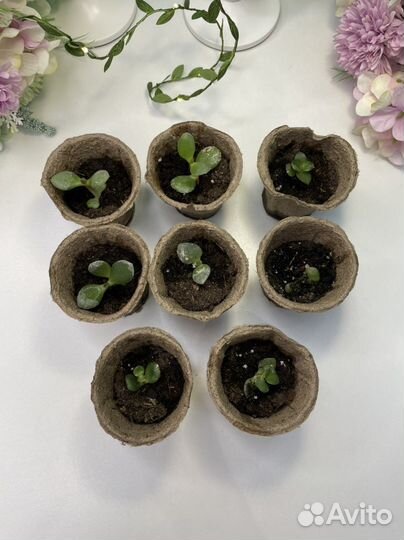 Толстянка (денежное дерево)