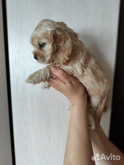 Кокер спаниель