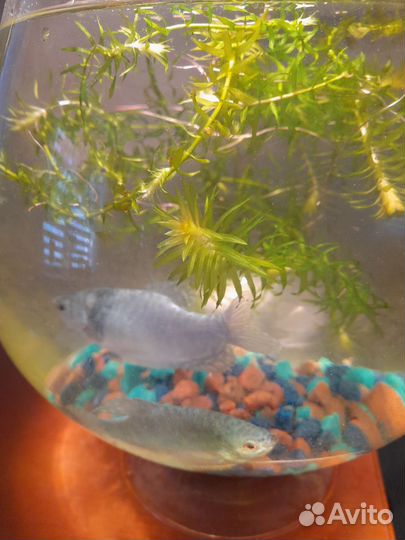 Аквариум бокал