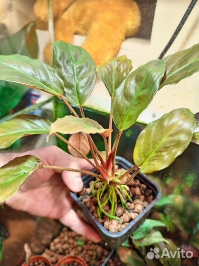 Хомаломена sp. Velvet Red