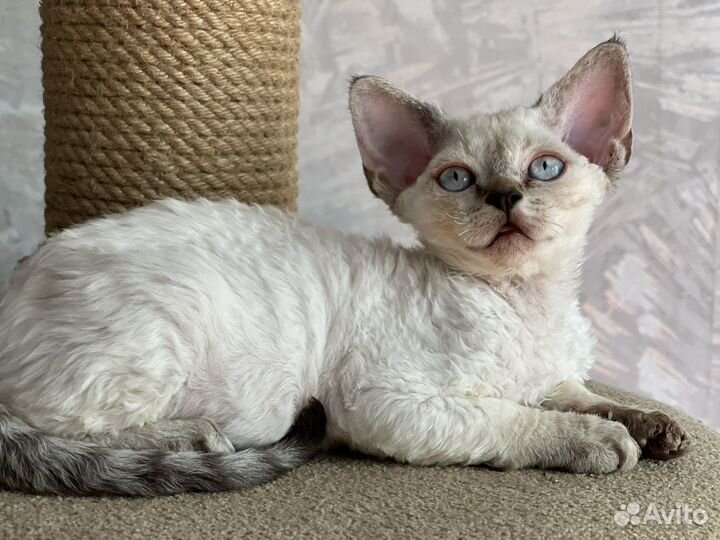 Девочка припевочка