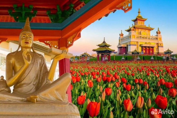 Переведем бизнес на усн 1 процент в Калмыкию