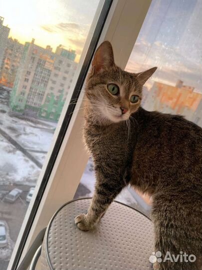 Отдам в добрые руки кошку