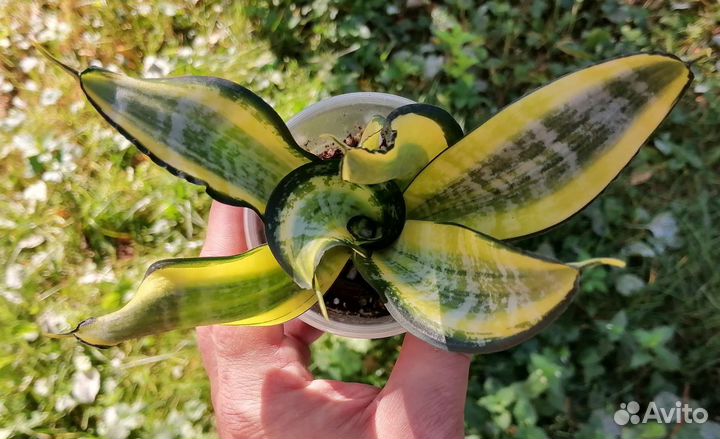 Сансевиерии сортовые