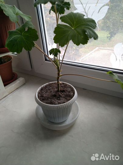 Пеларгония Леона Галактика