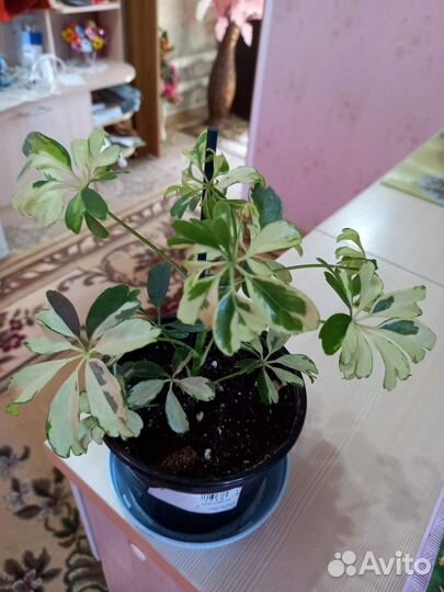 Комнатные цветы