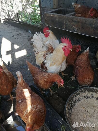 Куры несушки