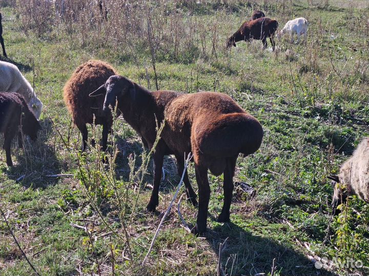 Курдючные бараны