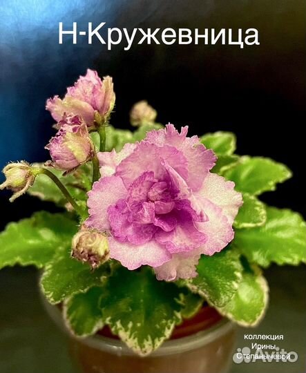 Фиалка лист