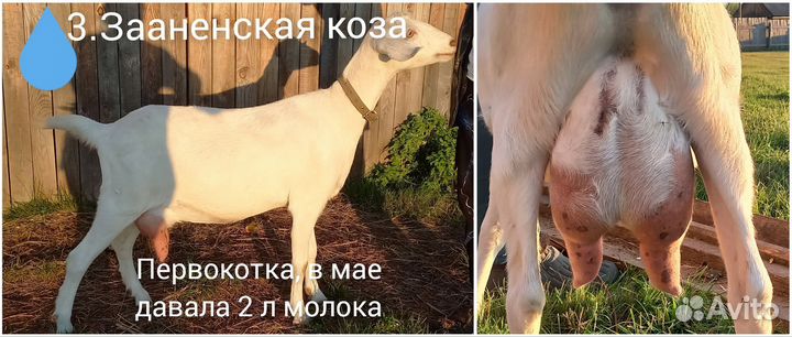 Зааненские козы