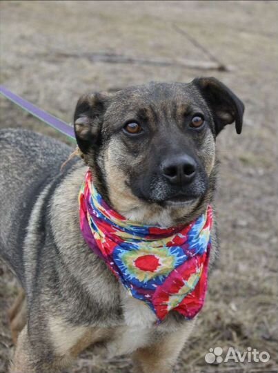 Умный пес Добби