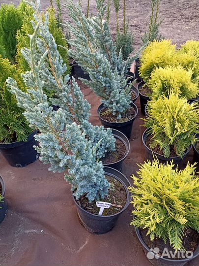 Саженцы хвойных растений